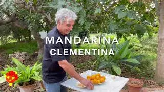 Las Clementinas - Naranjasecologicas.com