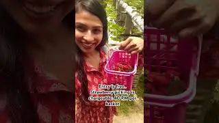 Organic Strawberry Farm | Malaysia #strawberry #picking #malaysia #cameronhighlands #travel #yt