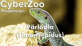 CyberZoo - P&auml;rl&ouml;dla (Timon lepidus)