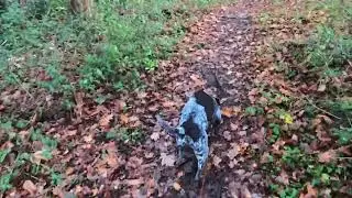 Walkies with Merlin - 12/12/25 - Afternoon Dog Walk