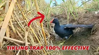 Nylon at Kawayan | Bird trap tutorial