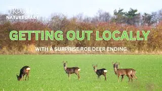 Local Walk with Surprise DEER encounter | Nature Diary | Wildlife Photography