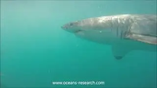 Oceans Research: when white sharks meet