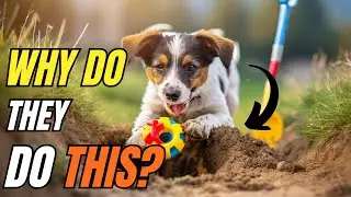 Weird Dog Behaviors Explained: STRANGE but TRUE Habits
