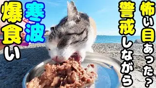 急に警戒心が高くなったチャトランの母猫にご飯をあげたら・・・ さくらねこへのエサやり【視聴だけでも猫を助けることになります】支援者様 視聴者様 猫たちに神のご加護を！