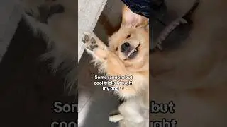Random but cool tricks I taught my dog 🤭 #dogshorts #goldenretriever #dogs #puppy #puppies #cutedog