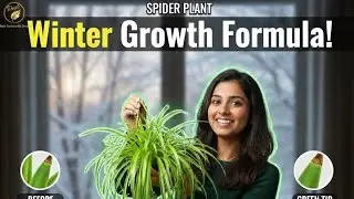 सर्दियों में Spider Plant क्यों रुक जाता है? पूरी Care Guide जो कोई नहीं बताता!&rdquo;