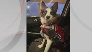 Doggone Weather: Meet Scout