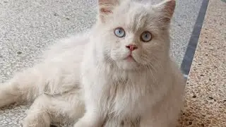 Cat tough moments #viralvideo #matercat #cat #funnycats #crazycat #petvideos #catbehavior