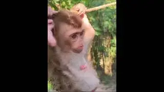 #monkey #monkeys #shorts #animals #reels #2023 #baby #cute #monkeyvideo