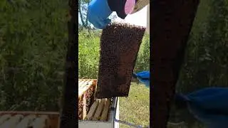 Scraping Burr Comb off Bee Hive Frame #Shorts