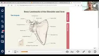 Landmarks of the Scapula