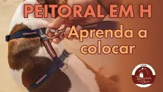 Como colocar o Peitoral no Cachorro Corretamente