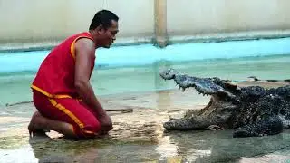 crocoshow