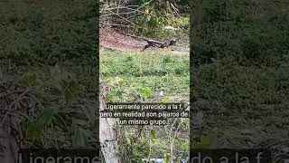 Блестящий ибис: объяснение его пищевых привычек.