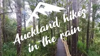 3 BEST HIKES in Auckland to do in the RAIN
