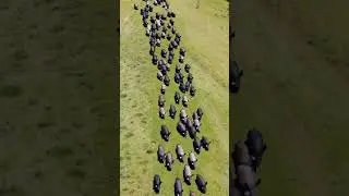 Massive Wild Boar Herd | Devasa Domuz S&uuml;r&uuml;s&uuml; #wildboar #wildlife