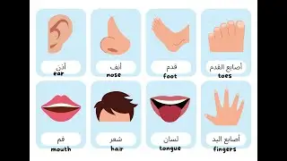 Learn Arabic: Human Body Parts Vocabulary + Quiz