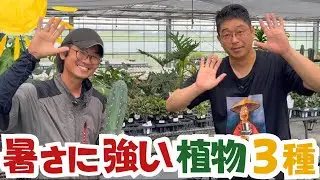 Heat-resistant plants and foliage plants [Houseplants]