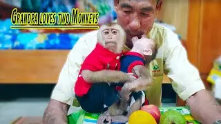 Monkey Baby Sam & Asher Jr Enjoy fruit at its own pace