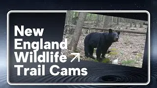 Central New England Trail Cam Series:  Bobcat, Moose, Black Bear and more.