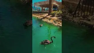 The beauty of JW Marriott Desert Springs Resort & Spa.