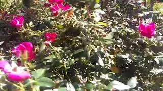 PROproProPRO Sovereign Royalty Walking Pass Rose 🌹 bushes ProproPRO