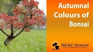 65) Bonsai Autumn and Fall Colours Bonsai Trees