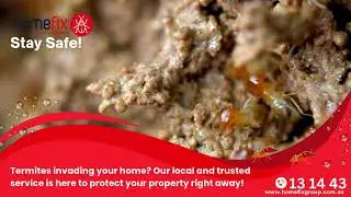 Melbourne Termite Inspection