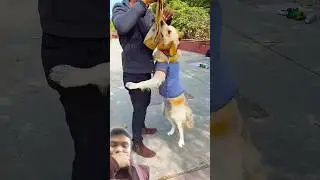 मेरे डॉगी ने आज किस को सजा दी😱 #funnydogs​ #shorts​ -----------------------------------------------