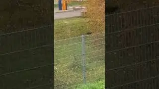 22 ноября Германия. возле Штутгарта