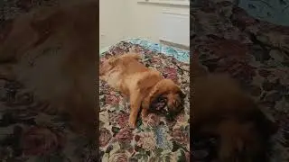 королевишна отдыхает