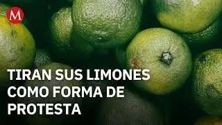 En Michoac&aacute;n, limoneros tiran sus cosechas al suelo a modo de protesta