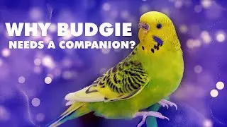 HOW MANY BUDGIE BIRDS CAN YOU OWN?