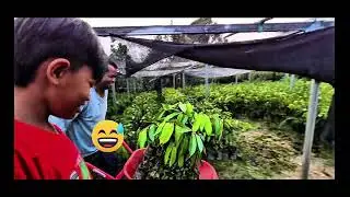 SURGA DURIAN🤤 50 RIBU DAPET 3‼️ TANAM 40 BIBIT DURIAN OTONG MAS - SULAWESI TRIP PART 10