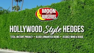 Make Your Yard Like the Stars' with Our Exclusive Hollywood Hedges