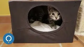 Fabriquer une maison en carton pour chat