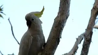 Australian Birds - Underwood Park, Brisbane
