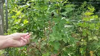 Scorched Berry Bush
