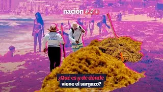 &iquest;Qu&eacute; es y de d&oacute;nde viene el sargazo?