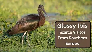 Glossy Ibis - Stunning Bird with Vibrant iridescent Colours