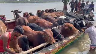 cow, cow video, cow market, cow price, best cow unloading, heavy bulls & cows, part 2