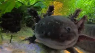 The Passion Aquarium Cam 002 #axolotl