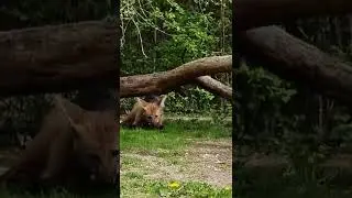 the fox eats a piglet#food #shorts #viral #trending