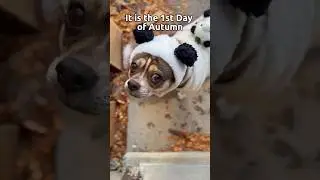 Capone&rsquo;s First Day of Fall 🍁 Cozy Dog Moments to Welcome Autumn 🍁 #dog #pets #cuteanimals