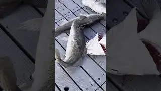 Got Cod? We do! #codfishing #alaska #jigging