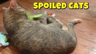 Spoiled Cats Pack By Cat Lady Box August 2025! 😻