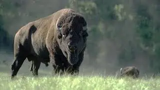Buffalo Story