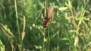 Zootermopsis nevadensis nuttingi flight [Aug/25/2019]