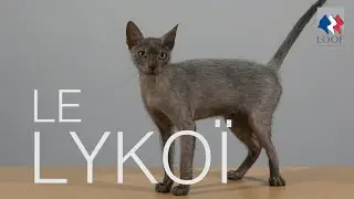 Tutocat - Le Lykoï